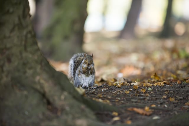 An inquisitive squirrel has a brush with our photographer at Crow Nest Park in Dewsbury.