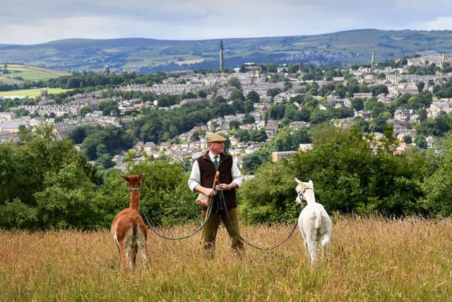 Preview for the Halifax Show..Stephen Padgett (Chairman), Pictured with his Alpacas above Halifax.4th July  2022










