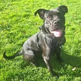 Rogue, a female one year old black dog waiting for adoption