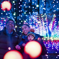 Things to do: Discount on tickets to Winter Illuminations at Stockeld Park
