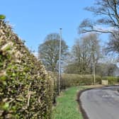 Hedgerow on Northedge Lane, Priestley Green by Mike Halliwell