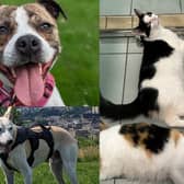Here are 7 animals available for adoption and looking for their forever home at the RSPCA Halifax, Huddersfield & Bradford Branch