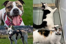 Here are 7 animals available for adoption and looking for their forever home at the RSPCA Halifax, Huddersfield & Bradford Branch