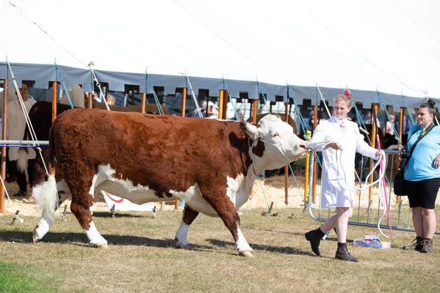 Join the annual Halifax Agricultural Show, a traditional agricultural fair featuring livestock displays, equestrian events, arts and crafts, and local produce.