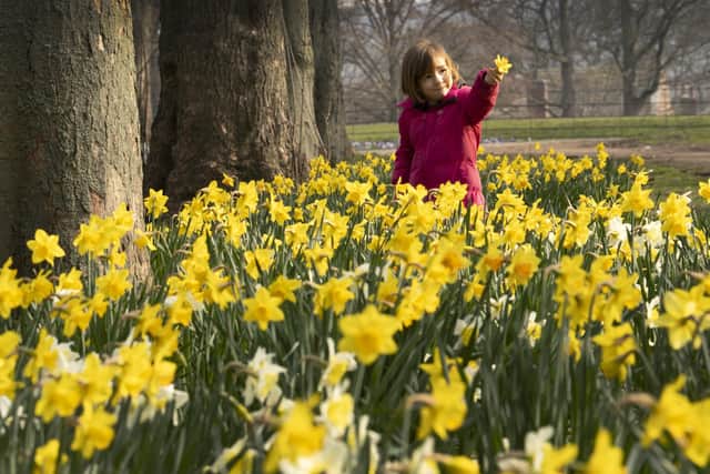 Ava Kirtlan-Johns from Leeds, pictured amongst the Daffodils at Temple Newsam, Leeds,