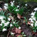 Snowdrops... brave, exploring, showing breath of new life, and multiplying!