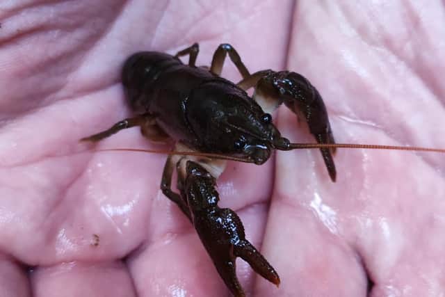 A population of native white clawed crayfish that was thought had been lost was also rediscovered as part of the project.
