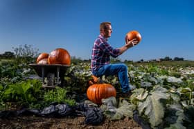 Award winning farmer and pumpkin grower Robert Copley, of Ravensknowle Farm, Pontefract Road, Pontefract, West Yorkshire, collecting some of his thousands of pumpkins