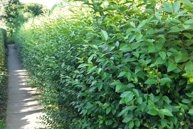 Overgrown, or not? A resident sent in this image of a hedge obstructing a footpath in Shelf