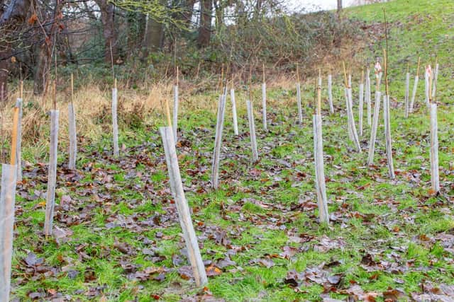 Trees planted at Park Wood