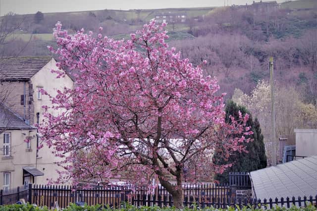 Early April, and around half the trees in Sowerby Bridge are in bloom.