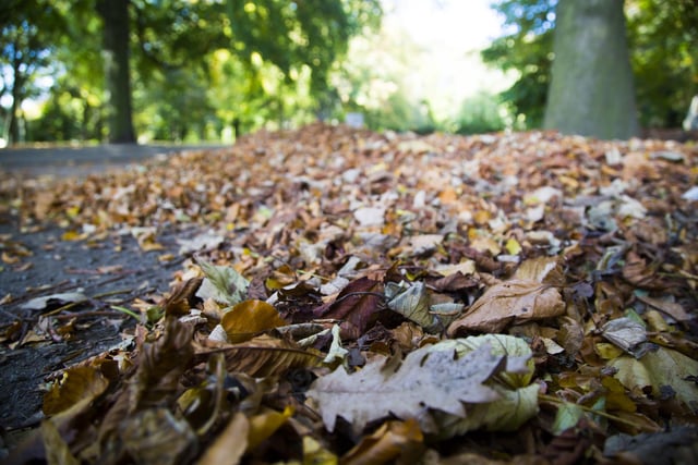 A carpet of autumn leaves at Crow Nest Park in Dewsbury.