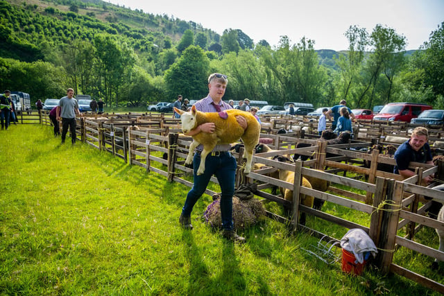 PJ Whiteley carrying a Cheviot Tup lamb into it's pen