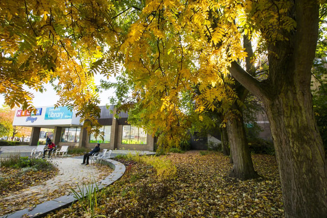 Golden leaves on the trees outside Dewsbury Library.