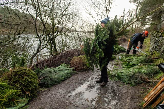 Calderdale Council's Countryside Officer, Chris Sutcliffe and volunteers recycling Christmas trees to build hedge rows at Ogden Reservoir, Halifax. Picture: Bruce Rollinson