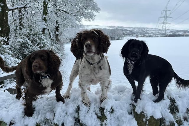 Beverley Neville shared this picture of Floki, Charlie and Olive loving the snow