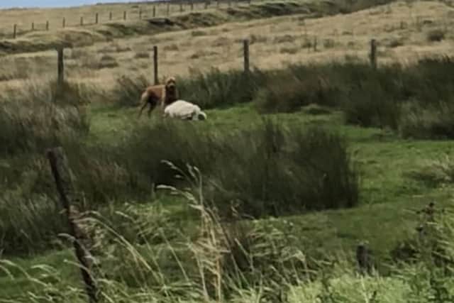 Police are looking for the owner of the dog with attacked the sheep