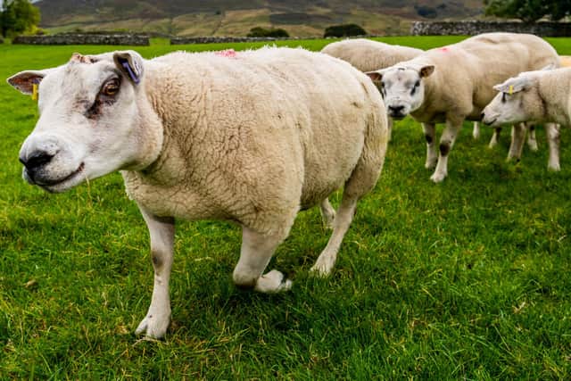 Liam Broster wants to build a farm worker's dwelling on green belt land in Elland to help look after livestock. Pictured is a generic image of sheep in fields.