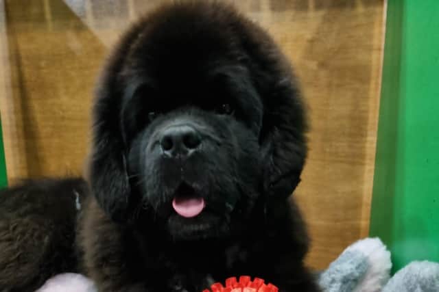 Suzanne's youngest Newfoundland Lewis, who is only eight and a half months old.