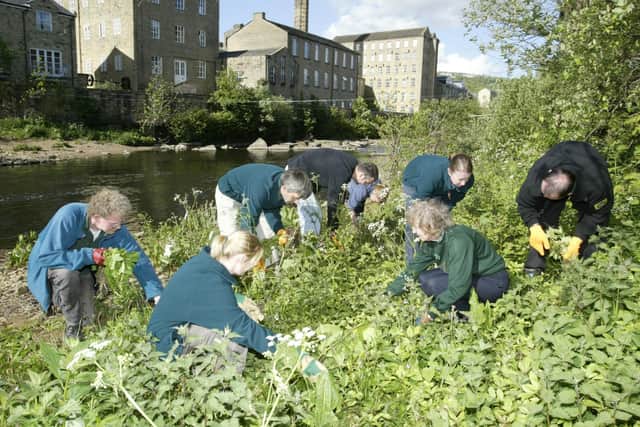 Volunteers pictured removing Himalayan Balsam and Japanese Knotweed from the river bank in Sowerby Bridge back in 2005.