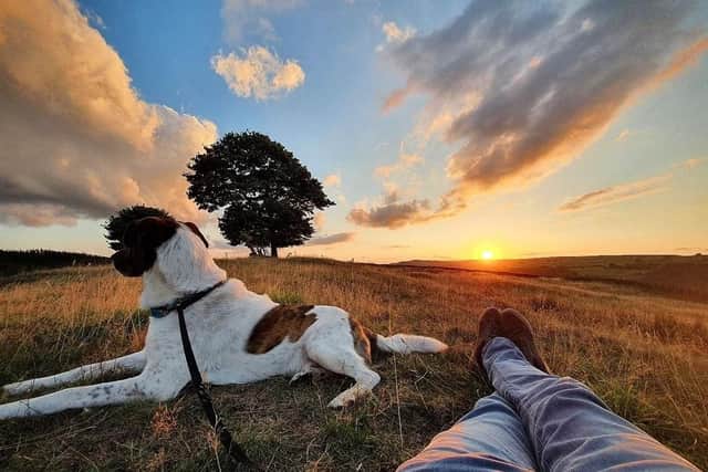 John Gale’s winning photograph of his rescue dog Oso looking out over the West Yorkshire moors’ skyline