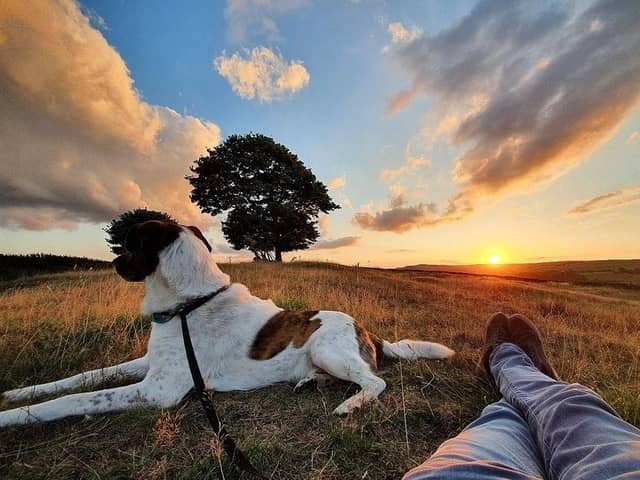 John Gale’s winning photograph of his rescue dog Oso looking out over the West Yorkshire moors’ skyline