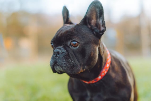 Pree, a six year old French Bulldog, is a shy dog who may take some time to come out of her shell - but she's more than worth the wait. She's had a rough life, but all that could change with a loving owner.