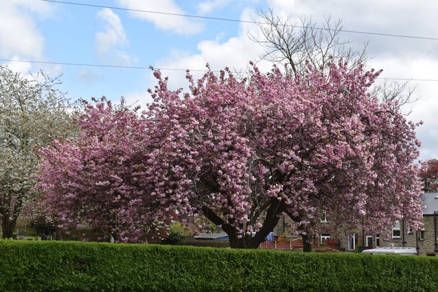 Cherry Blossom in Brighouse by Mike Halliwell