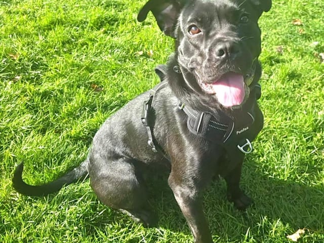 Rogue, a female one year old black dog waiting for adoption