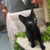 One of the many kittens waiting to find their forever home at the Wade Street Centre