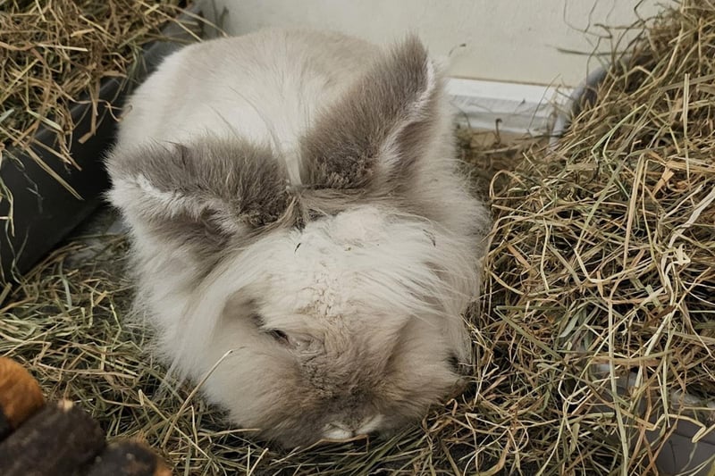 Lilac is a six year old beautiful bunny who would love to spend her days with another male rabbit companion and a forever family of her very own. Rabbits need lots of space to run and play, the RSPCA's friendly team can tell you more about their housing requirements