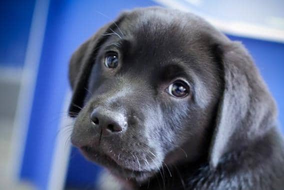 Guide Dogs urgently appeal for volunteers in Halifax