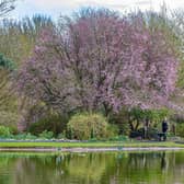 At this time of year cherry trees – both fruiting and ornamental – produce spring blossom in abundance which is much loved by bees