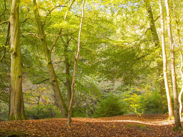 Judy Woods.
