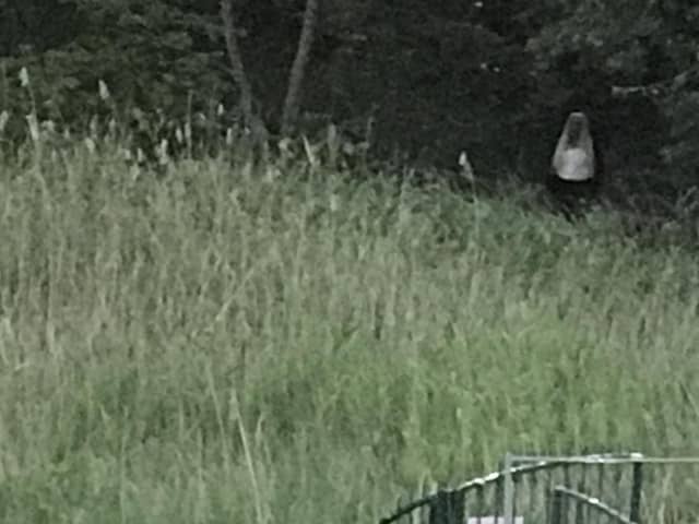 A concert-goer in Scarborough had the fright of her life as she spotted what she thought was a ghost at the Open Air Theatre.  (Picture: Tracey Gray)