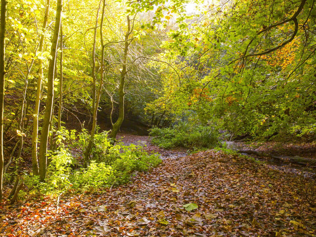 Judy Woods.