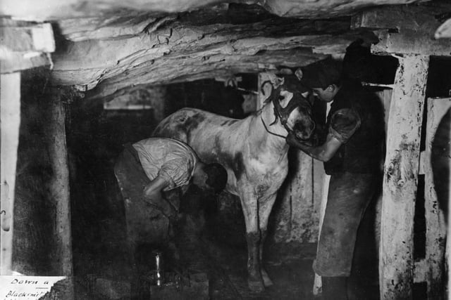 A blacksmith and his striker attending a pit pony, Clay Cross Colliery, in about 1910.
