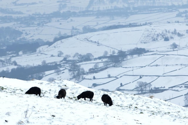 Black sheep above Calder Valley from Height Road
