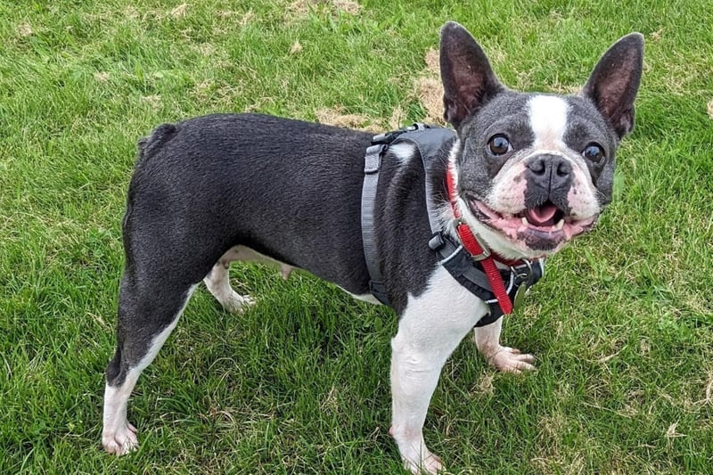 Robin  likes to potter about in the garden and prefers it when it’s sunny out, she likes to go for a walk but true to the Boston terrier way she will let you know which way she wants to go, the rest of the time she loves to be with her people getting all the love and attention she deserves.