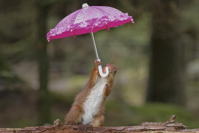 He had to wait ten hours for a squirrel to lift an umbrella