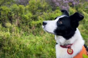Wynn, an eight-year-old border collie who works alongside her owner and handler David Warden on search and rescue missions.