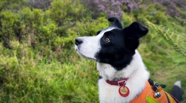 Wynn, an eight-year-old border collie who works alongside her owner and handler David Warden on search and rescue missions.