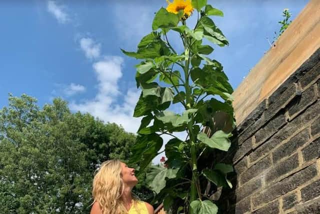 Polly Christopher standing next to the "monster" sunflower in her Halifax garden, which has grown to over 14ft tall