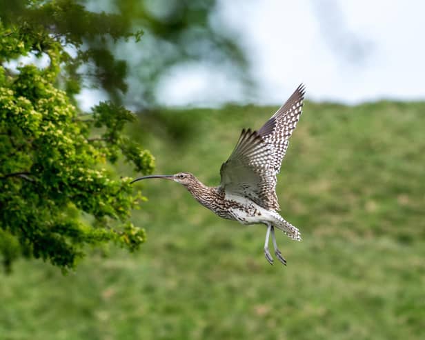 Nidderdale Area of Outstanding Natural Beauty and the Yorkshire Agricultural Society have joined forces to celebrate Northern farmers making a significant contribution to Curlew conservation