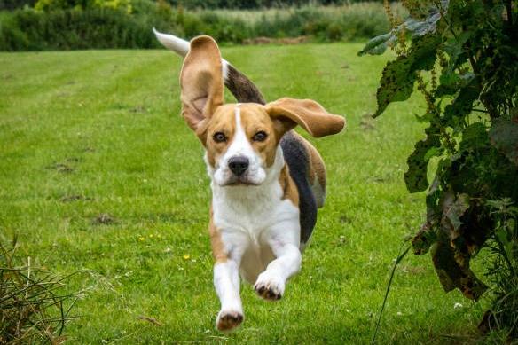Beagles cost an average of £1,431 per year. In total, the adorable dogs will cost £8,332 across their 13.5 year lifespan.
