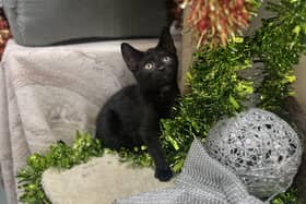 A kitten poses at the centre in Halifax