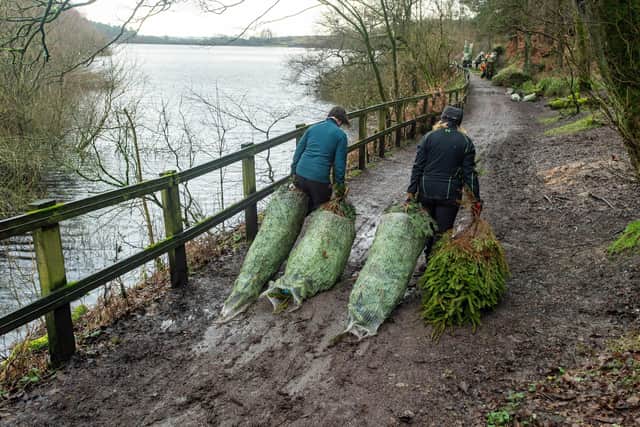 Janet West and Shirley Sunderland drag xmas trees for recycling into hedges Aat Ogden Water country park, Halifax.