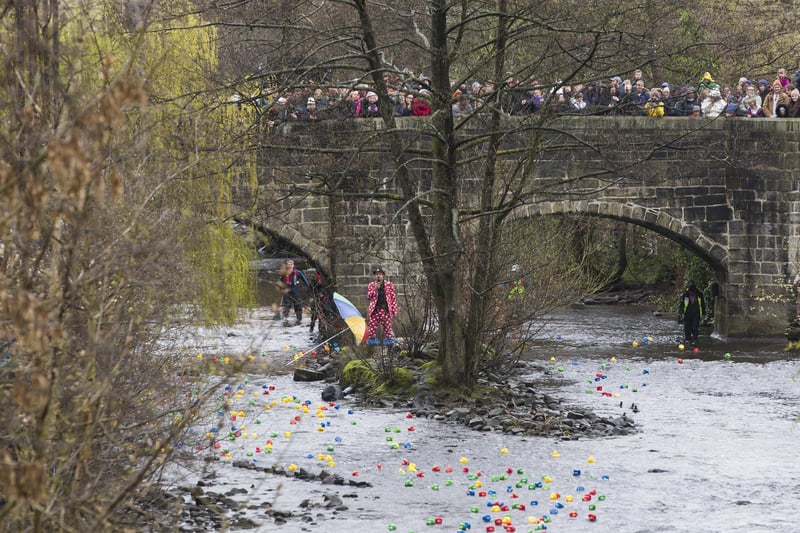 Ducks in the river at Hebden Bridge Duck Race.