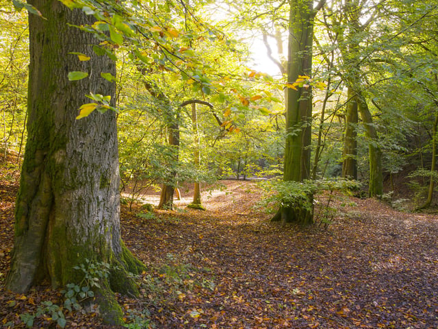 Judy Woods.