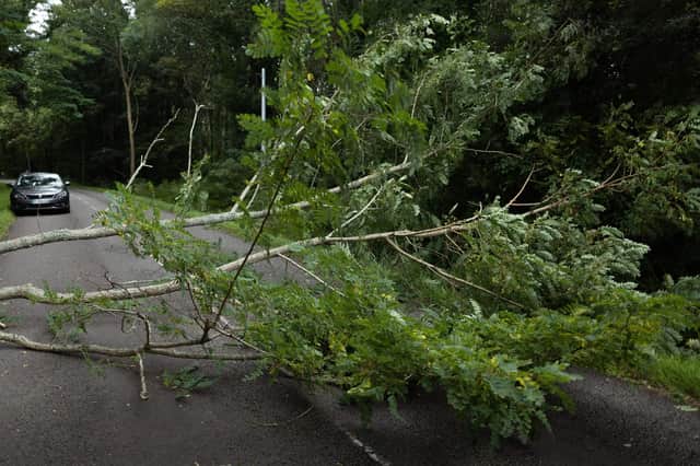 A fallen tree. (Photo by FRED TANNEAU/AFP via Getty Images)